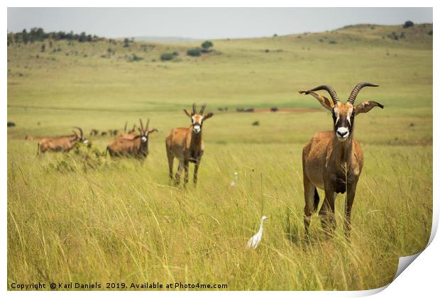 Roan Antelope on Africa Savannah  Print by Karl Daniels