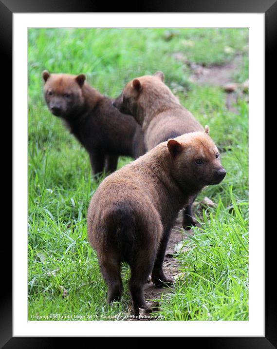 Pack of Bush dogs Framed Mounted Print by Linda More