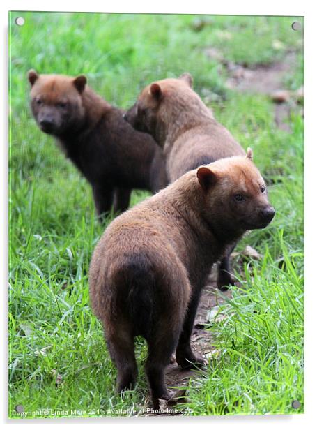 Pack of Bush dogs Acrylic by Linda More