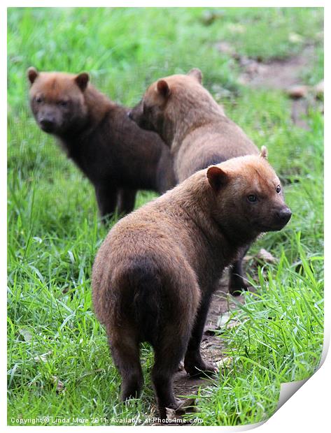 Pack of Bush dogs Print by Linda More