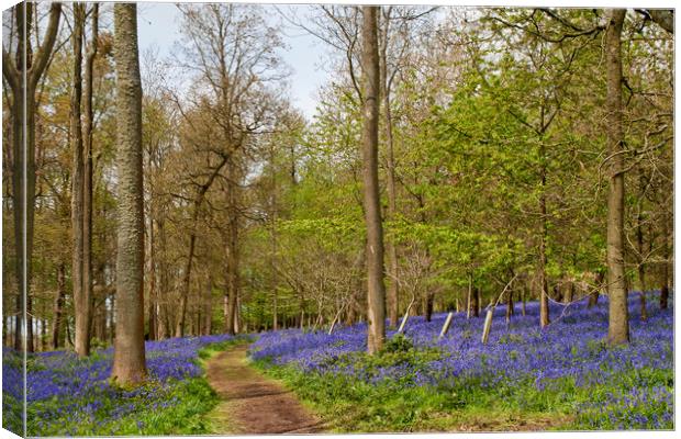 Bluebell Woods Greys Court Oxfordshire Canvas Print by Andy Evans Photos
