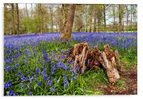 Bluebell Woods Greys Court Oxfordshire Acrylic by Andy Evans Photos
