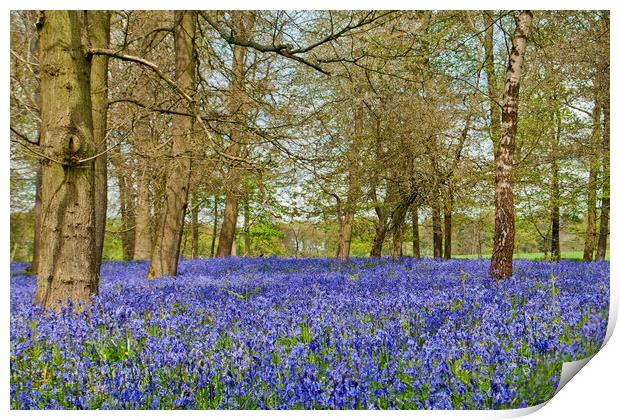 Bluebell Woods Greys Court Oxfordshire Print by Andy Evans Photos