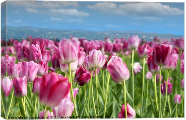 spring tulip flower Canvas Print by goce risteski