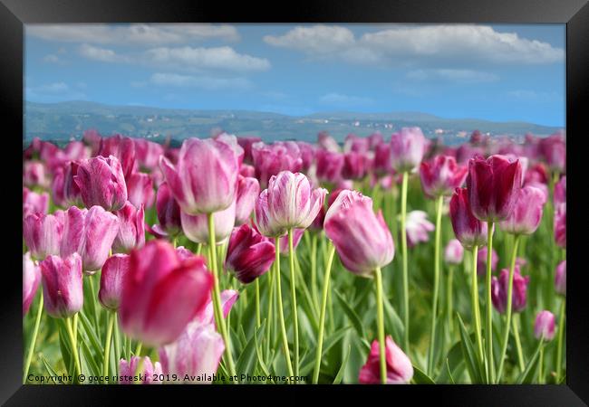 spring tulip flower Framed Print by goce risteski