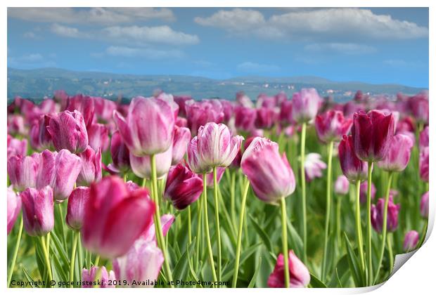 spring tulip flower Print by goce risteski
