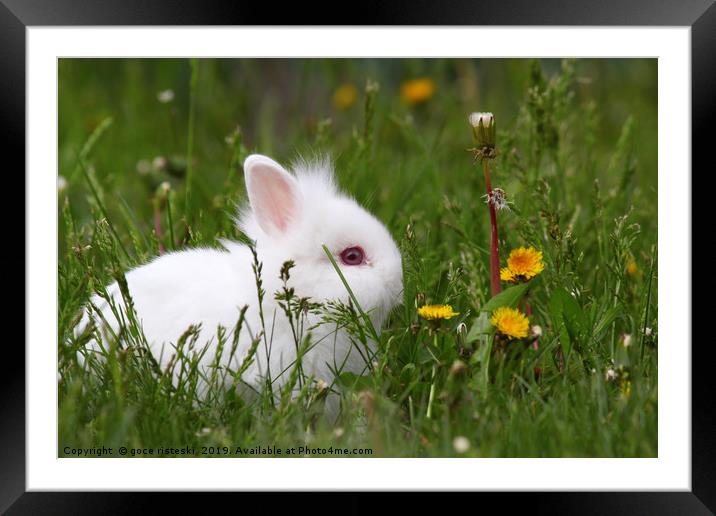 cute white dwarf bunny Framed Mounted Print by goce risteski