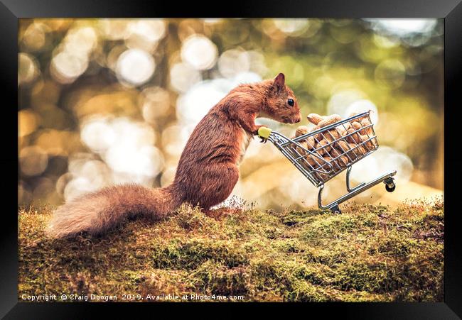 Shopping Red Squirrel Framed Print by Craig Doogan