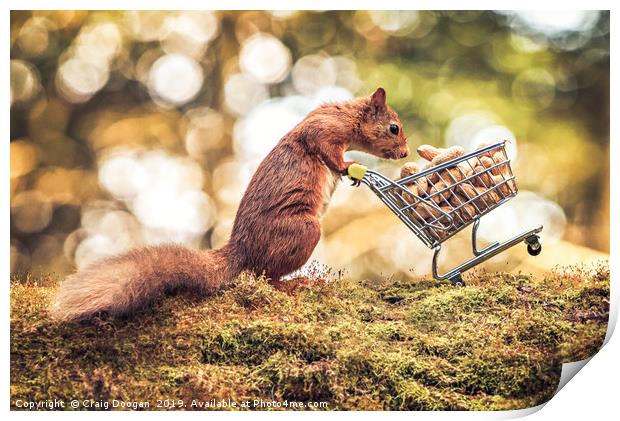 Shopping Red Squirrel Print by Craig Doogan