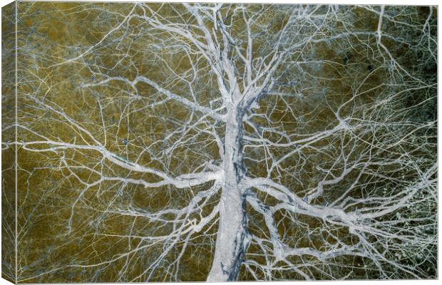 Bare Tree Canvas Print by David Jeffery