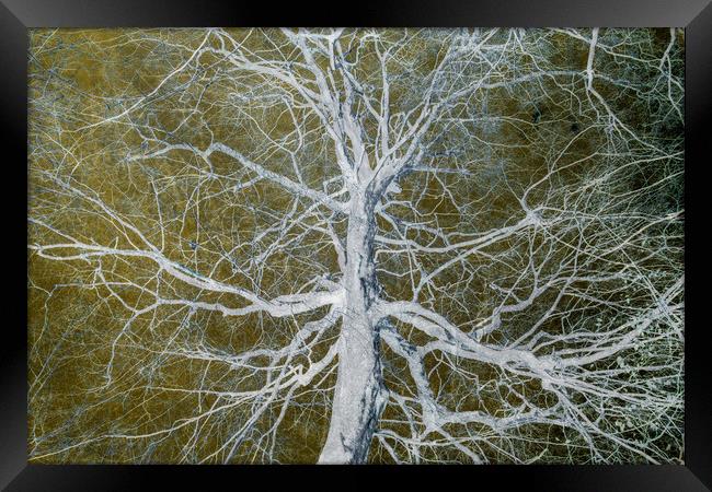 Bare Tree Framed Print by David Jeffery