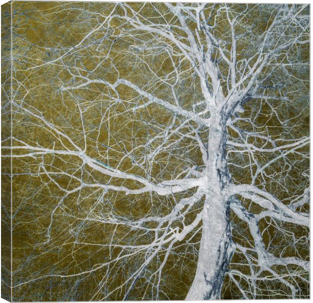 Bare Tree Canvas Print by David Jeffery