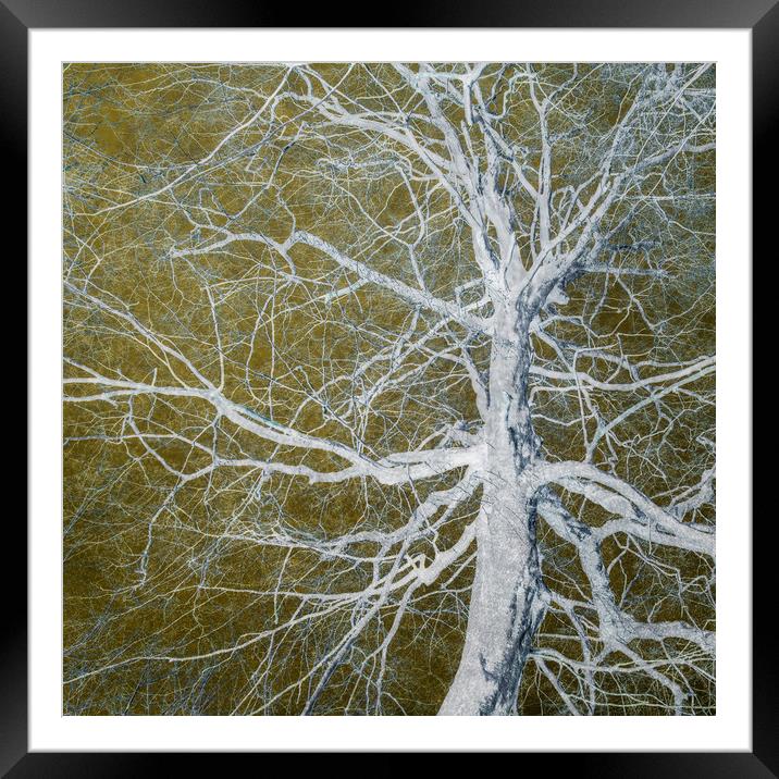 Bare Tree Framed Mounted Print by David Jeffery