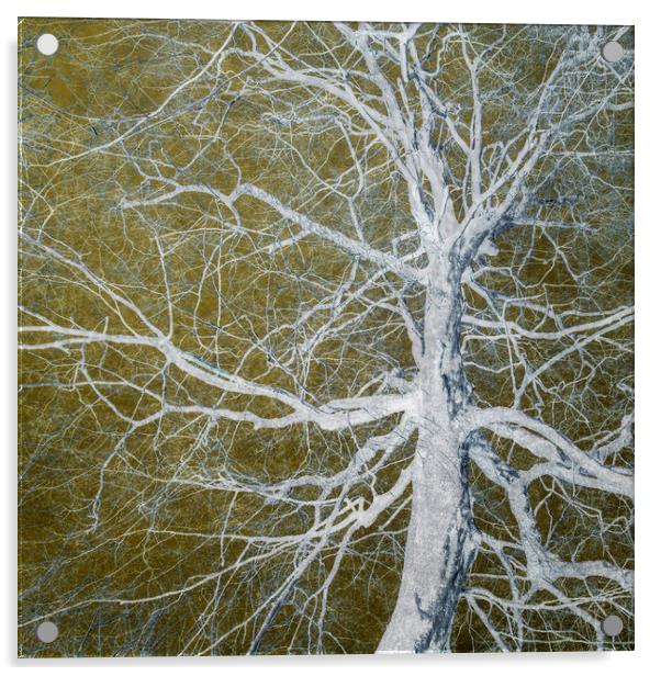 Bare Tree Acrylic by David Jeffery