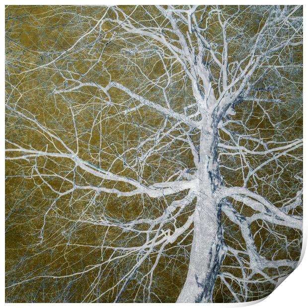 Bare Tree Print by David Jeffery