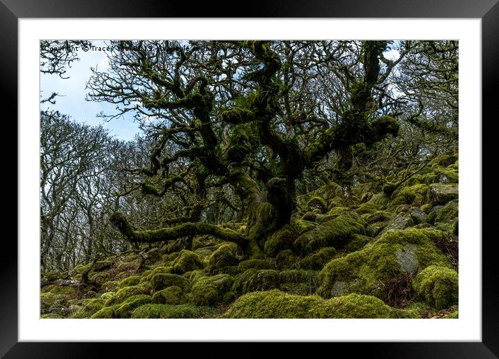 Wistmans Wood Dartmoor. Framed Mounted Print by Tracey Yeo