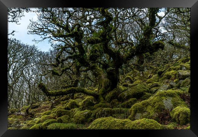 Wistmans Wood Dartmoor. Framed Print by Tracey Yeo