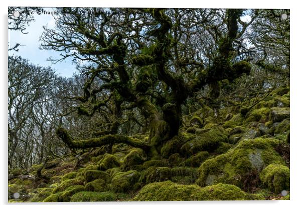 Wistmans Wood Dartmoor. Acrylic by Tracey Yeo