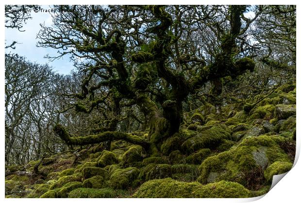 Wistmans Wood Dartmoor. Print by Tracey Yeo
