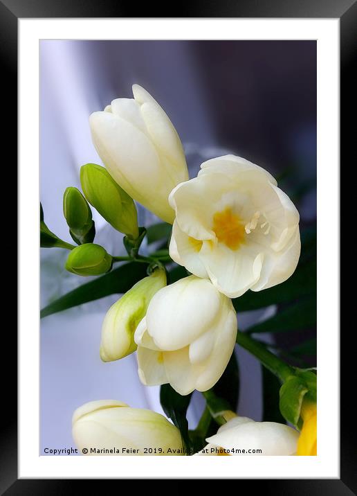 Shades of yellow on white freesia Framed Mounted Print by Marinela Feier