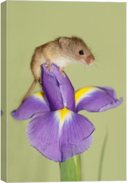 Harvest mouse on Iris. Canvas Print by JC studios LRPS ARPS