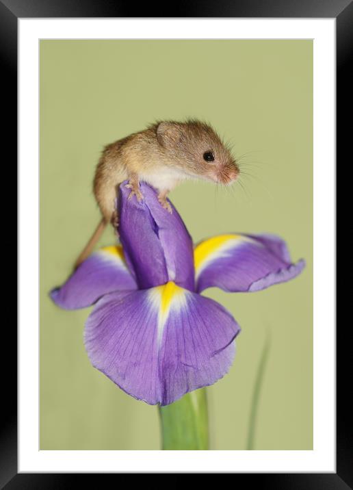 Harvest mouse on Iris. Framed Mounted Print by JC studios LRPS ARPS
