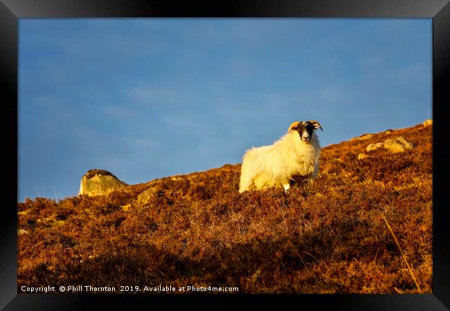 A Highland sheep on the Scottish Highlands. Framed Print by Phill Thornton