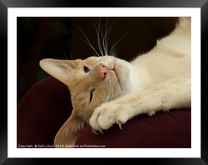 Reclining Siamese Cat  Framed Mounted Print by Sally Lloyd