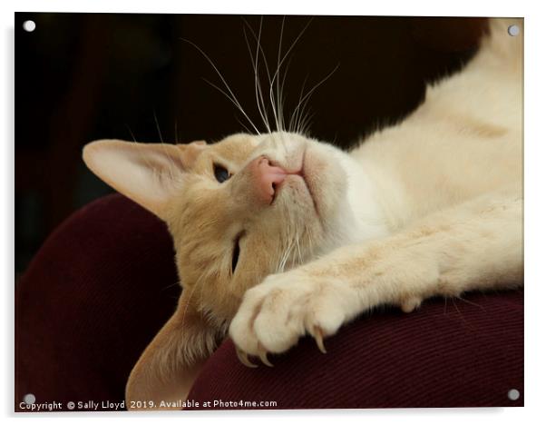 Reclining Siamese Cat  Acrylic by Sally Lloyd