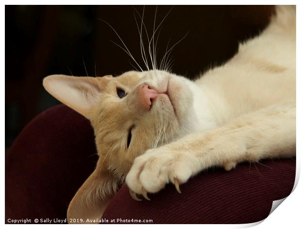 Reclining Siamese Cat  Print by Sally Lloyd