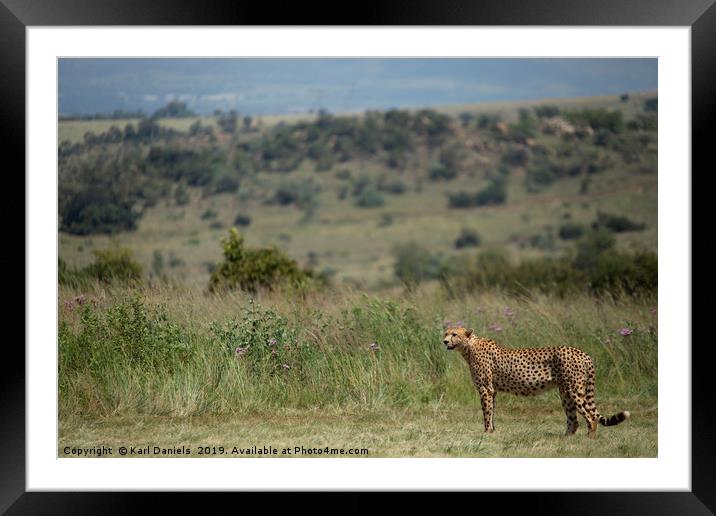 Cheetah Landscape Framed Mounted Print by Karl Daniels