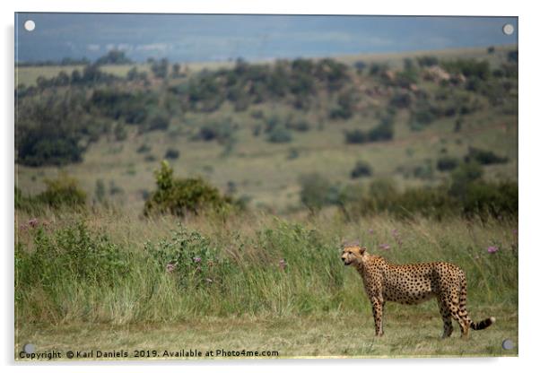 Cheetah Landscape Acrylic by Karl Daniels