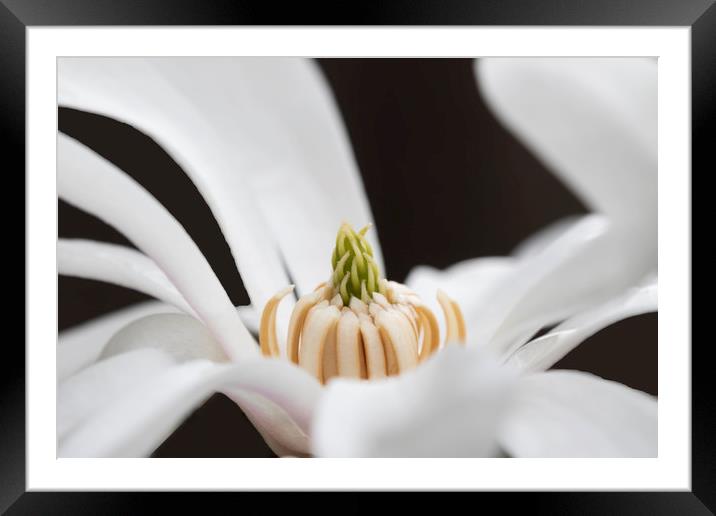White Magnolia Framed Mounted Print by Jonathan Thirkell