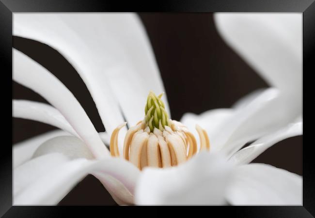 White Magnolia Framed Print by Jonathan Thirkell