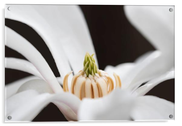 White Magnolia Acrylic by Jonathan Thirkell