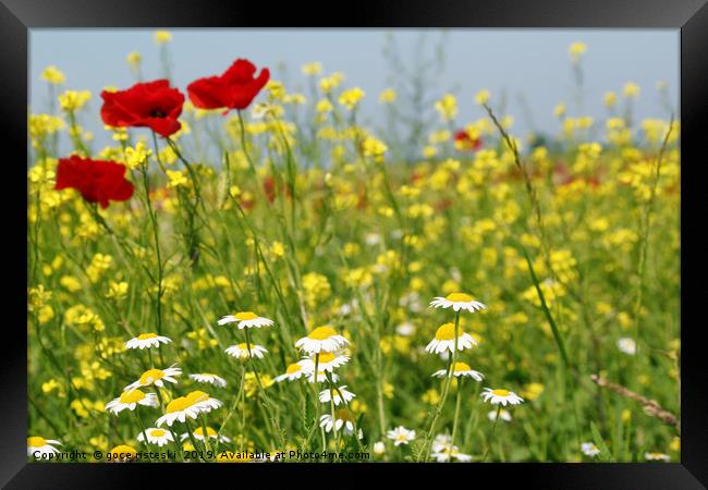 chamomile and poppy flowers Framed Print by goce risteski