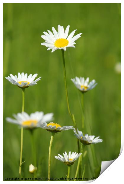 white flowers with dew on leaf Print by goce risteski