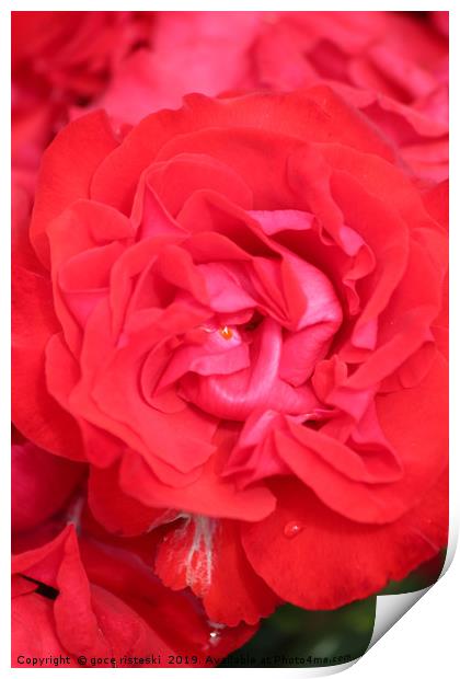 red rose flower close up Print by goce risteski