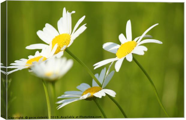 white flowers spring scene Canvas Print by goce risteski