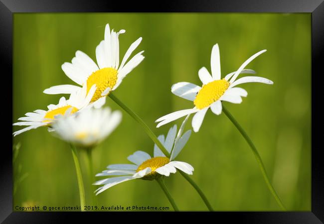 white flowers spring scene Framed Print by goce risteski