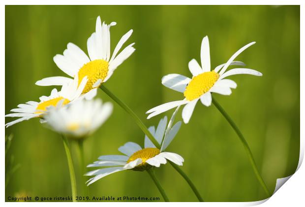 white flowers spring scene Print by goce risteski
