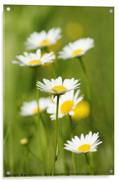 white wild flowers Acrylic by goce risteski
