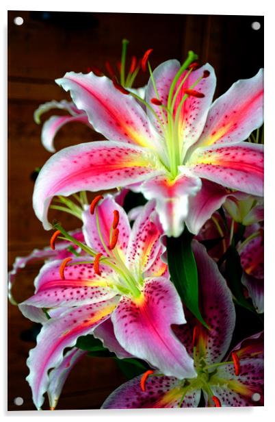 Pink Lily Lilium herbaceous flowering plants Acrylic by Andy Evans Photos
