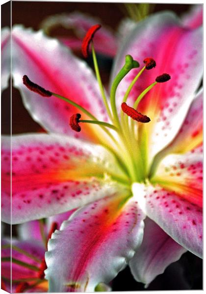 Pink Lily Lilium herbaceous flowering plants Canvas Print by Andy Evans Photos