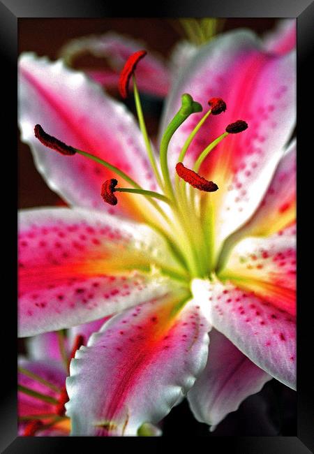 Pink Lily Lilium herbaceous flowering plants Framed Print by Andy Evans Photos