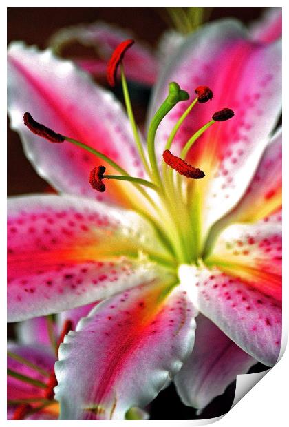 Pink Lily Lilium herbaceous flowering plants Print by Andy Evans Photos