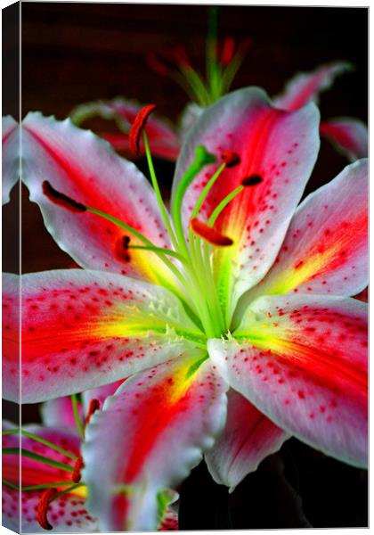 Pink Lily Lilium herbaceous flowering plants Canvas Print by Andy Evans Photos