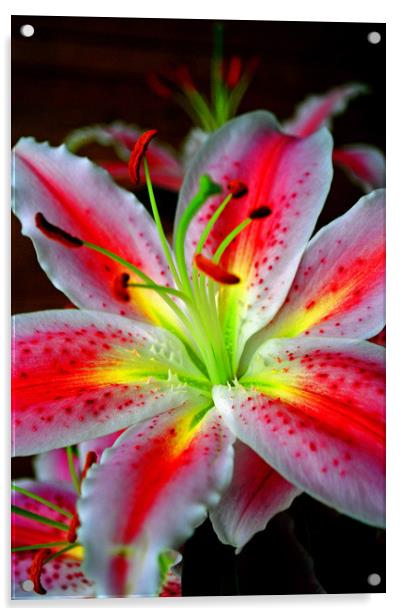 Pink Lily Lilium herbaceous flowering plants Acrylic by Andy Evans Photos