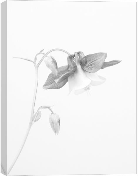 Fuschia In Mono Canvas Print by Clive Eariss