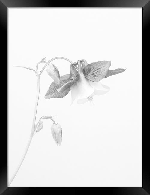 Fuschia In Mono Framed Print by Clive Eariss